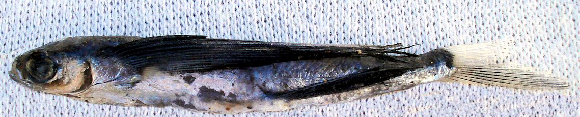 Hirundichthys rondeletii_2207